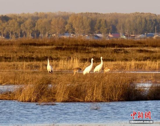 �ؚw�QȺ�ġ�С��(����)�����˰��QȺ�w�����r �z