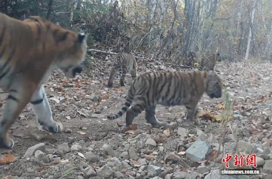 2025���ږ|��������(gu��)�ҹ��@�Ĕz���Ė|������(��ҕ��ý���D)