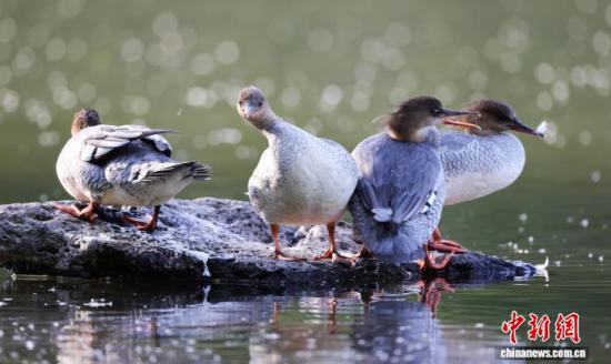 ���A��ɳ�����ԁ����w��ˮ��ʯ�^����Ϣ�����w��� �z